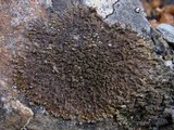 Melanelia sorediata image
