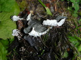 Peltigera membranacea image
