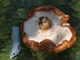 Polyporus tuberaster image