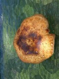Polyporus tuberaster image