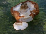 Polyporus tuberaster image