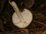 Rhodocollybia maculata image