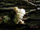 Ophiostoma epigloeum image