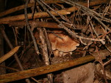 Rhodocollybia maculata image