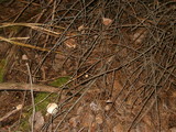 Rhodocollybia maculata image