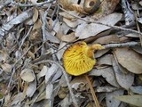 Phylloporus arenicola image