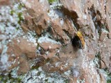Phylloporus arenicola image