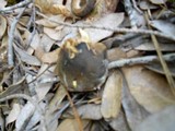 Phylloporus arenicola image
