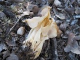 Helvella crispa image