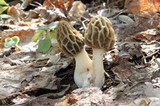 Morchella diminutiva image