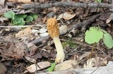 Morchella diminutiva image