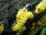 Mycolindtneria trachyspora image