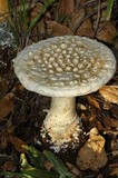 Amanita magniverrucata image