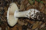 Amanita magniverrucata image