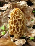 Morchella americana image