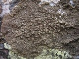 Protoparmelia badia image