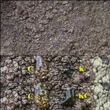 Protoparmelia badia image
