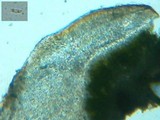 Protoparmelia badia image
