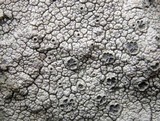 Diploschistes scruposus image