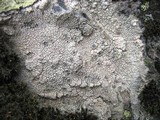 Diploschistes scruposus image