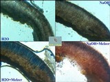 Tephromela atra var. atra image