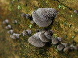 Resupinatus applicatus image