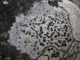 Porpidia cinereoatra image