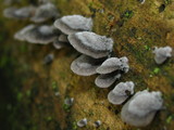 Resupinatus applicatus image