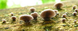 Resupinatus applicatus image