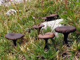 Clitocybe lateritia image