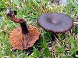 Clitocybe lateritia image