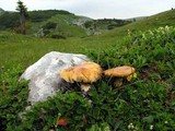 Cortinarius absarokensis image