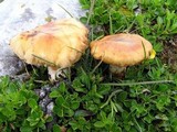 Cortinarius absarokensis image