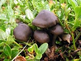 Entoloma bipellis image