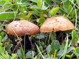 Inocybe umbrinofusca image