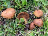 Inocybe umbrinofusca image