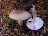 Lyophyllum paelochroum image