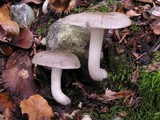 Lyophyllum paelochroum image