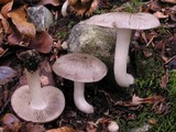 Lyophyllum paelochroum image