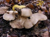 Lyophyllum paelochroum image