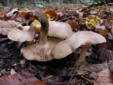 Lyophyllum paelochroum image