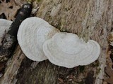 Trametes gibbosa image