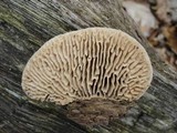 Trametes gibbosa image