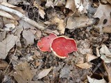 Sarcoscypha austriaca image