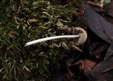 Coprinellus impatiens image