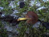 Pluteus romellii image