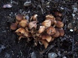Psathyrella piluliformis image