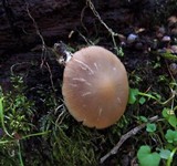Psathyrella longistriata image