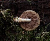 Psathyrella longistriata image