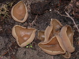 Peziza repanda image